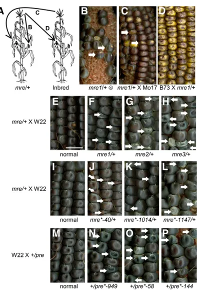 Table 1 Segregation of mre and pre mutants in W22 crosses