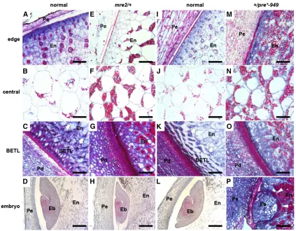 Figure 7 Kernel development defects inEedge of the cellular endosperm (En) and maternal pericarp (Pe)