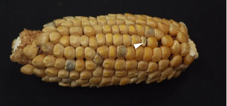 Figure S1.  Example of a single defective kernel from a Mu active UniformMu W22 female (arrowhead).