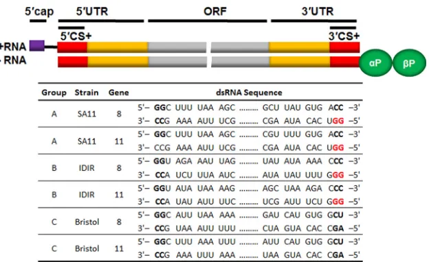 FIG 1 Diagram schematic of a rotavirus dsRNA. The top schematic represents a dsRNA with the open reading frame (ORF) shown in gray, the 5= and 3=untranslated regions (UTRs) shown in orange, and the consensus sequences (CS) shown in red