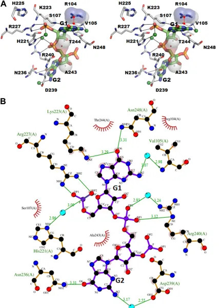FIG 4 (A) Stereo view of interactions between NSP2 and 5= CS of (�)RNA. The hydrogen bond interactions between the NSP2 residues (gray) and RNA aredisplayed as dashed lines