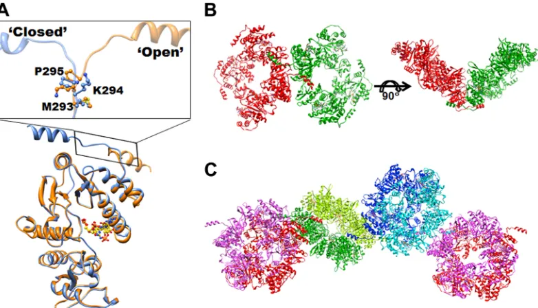 FIG 5 Domain swapping of the C-terminal helix of NSP2. (A) Superposition of the NSP2 subunits with C-terminal helix in open (orange), and closed (blue)conformations