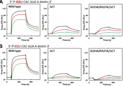 TABLE 2 Binding of “GG” RNA and “CC” RNA to NSP2 and NSP2 mutantsa