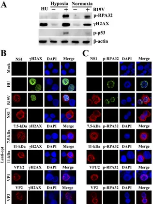 FIG 1 B19V viral proteins do not induce a DDR in EPCs cultured under hypoxic conditions