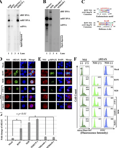 FIG 2 Replication of B19V dsDNA genome induces a DDR in S1 cells. S1 cells, which were precultured under hypoxic conditions for 48 h, were infected withB19V or electroporated with B19V dsDNA genome (M20) or its mutants, as indicated
