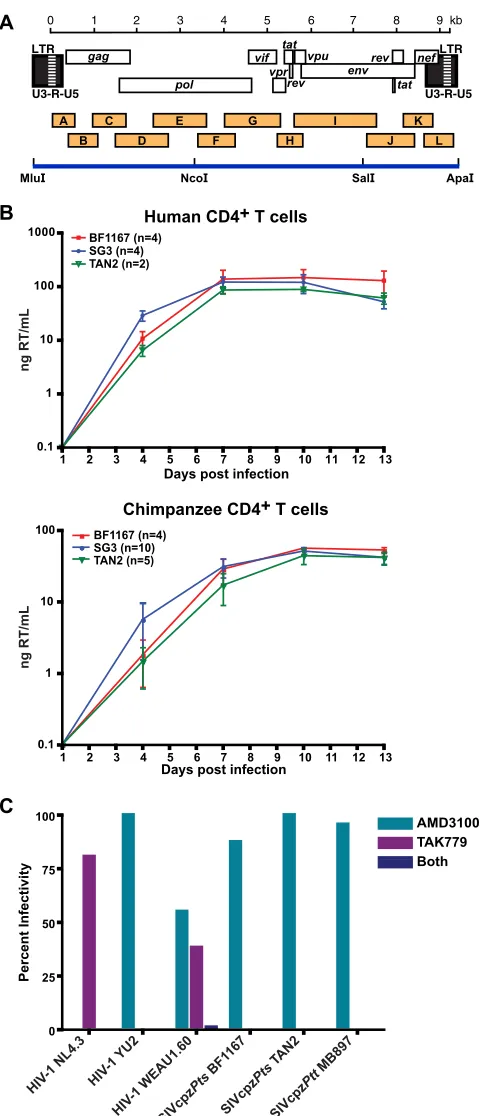 FIG 5 Generation and biological characterization of a replication-competentSIVcpzPts molecular clone