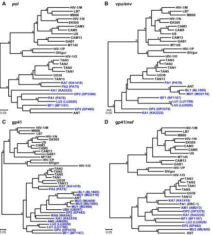 FIG 4 Phylogeny of SIVcpz from the DRC. Maximum likelihood trees were constructed of partial(HXB2 coordinates 6062 to 6578) (B), gp41 (HXB2 coordinates 7836 to 8264) (C), and gp41/of ambiguous alignment were removed from this analysis