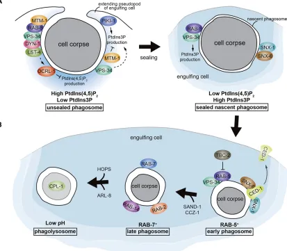 Figure 4 The formation and maturation of a phagosome containing a cell corpse. Key proteins that act during (A) formation and (B) maturation of aphagosome are shown