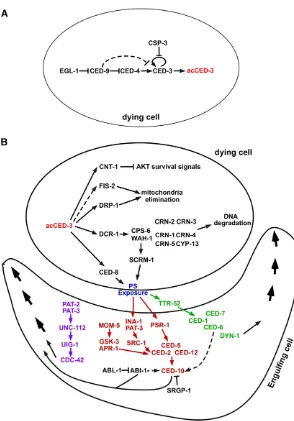 Figure 2 Genes involved in the activation and the execu-Genes involved in two critical phases of programmed celldeath, (A) activation and (B) execution, are shown