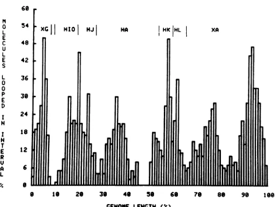 FIG. 10.inandofarestrictionhybridized position the the Composite R-loop distribution compiled from R-loop patterns ofHSV-1 DNA restriction fragments to early polyribosomal RNA