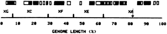 FIG.11.arrangementbearmarksRegionshigh Schematic summary ofthe earlypolyribosomal RNA R-loop distribution on the order 1 prototypical of HSV DNA