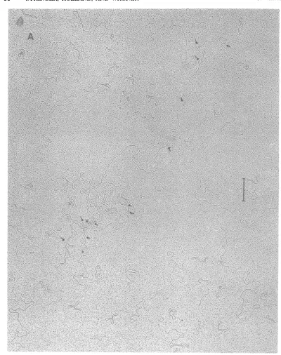 FIG.1.HybridizationarestrandedThethosebar Electron micrographs of HSV-1 (KOS) DNA molecules bearing R-loops formed with early RNA was for 24 h at 56°C in 75% Formamide as described in the text