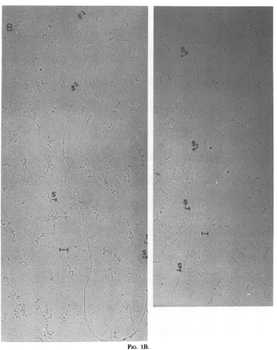 FIG. 1B.