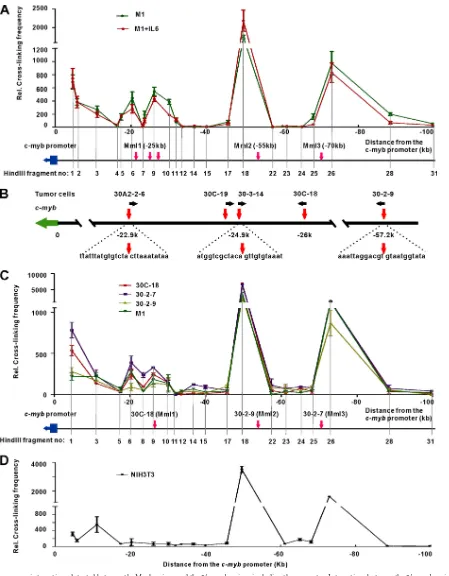 FIG 4 Long-range interactions detected between the Mml regions and the 5regions up towas performed on differentiated (M1 plus IL-6) and undifferentiated M1 cells, and the data show the cross-linking frequency between the upstream regions andthe bait fragme