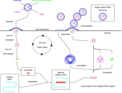 Figure 1: HIV Infection Pathway