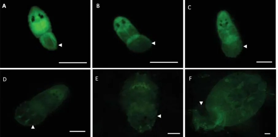 Fig. 4. Live fluorescent Neobenedenia sp. attached to Lates calcarifer over time. Parasites observed attached to fish following 15 min (A), 30 min (B), 2 h (C), 48 h (D), 96 h (E) and 16 d (F) post-infection