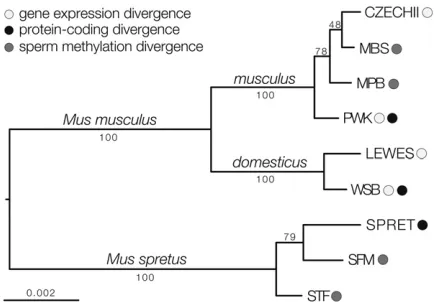 Figure 1 Evolutionary relationships among mouse strains and species.The phylogeny was estimated using maximum likelihood, based ongenome-wide data