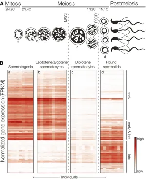 Figure 2 X-linked expression across spermatogenesis inM. m. musculus and M. m. domesticus