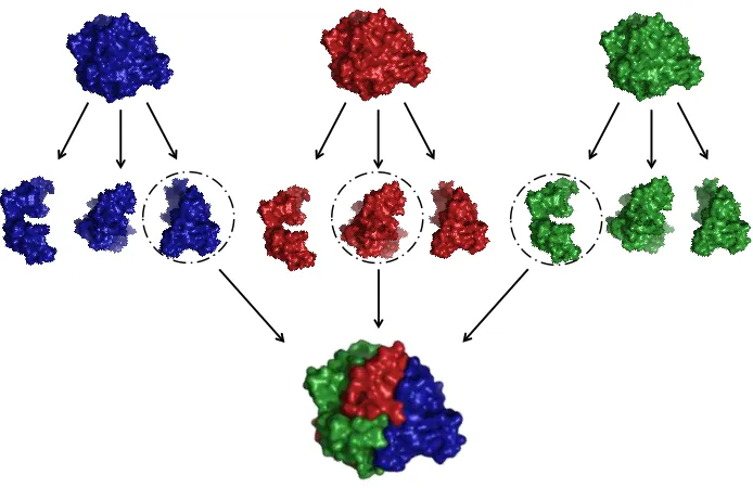 Figure 1-1. Recombination swaps sequence elements from related proteins to create novel 