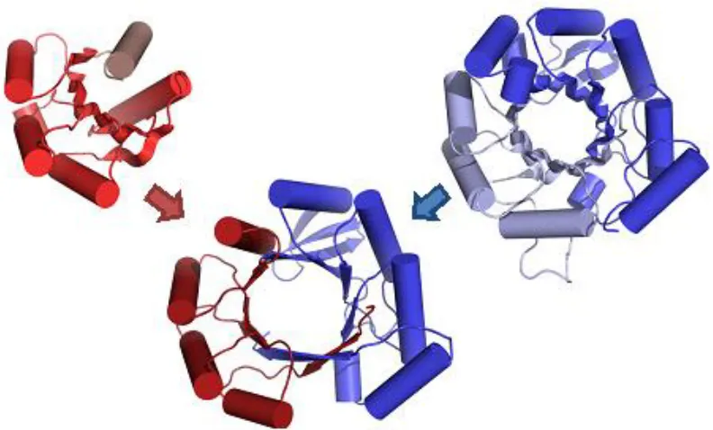 Figure 1-2. Recombination of structurally similar elements from unrelated proteins. Bharat et 