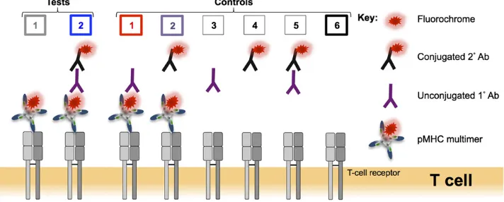 FIGURE 1.Schematic representation of the test and control conditions used in this study