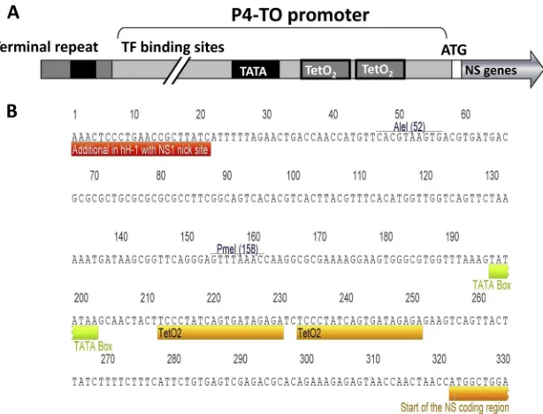 FIG 1 Construction of an inducible parvovirus P4 promoter (P4-TO). (A) Schematic view of the P4-TO promoter generated by inserting two tetracyclineoperator 2 (TetO2) elements into the P4 promoter of the hH-1 genome