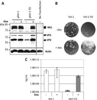 FIG 2 Characterization of the hH-1-TO virus. (A) Inducible expression of the phH-1-TO plasmid containing the P4-TO promoter