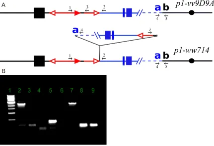 Figure S1. Schematic structure and PCR analysis of inverted duplication allele p1-