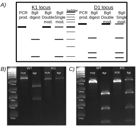 Figure 5. The loss of restriction site assay indicates the NIT-KG clone contains modified genomic MHCI loci