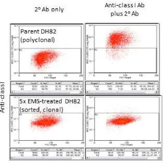 Figure 2. Example of a mutated DH82-derived cell clone displaying reduced DLAI expression