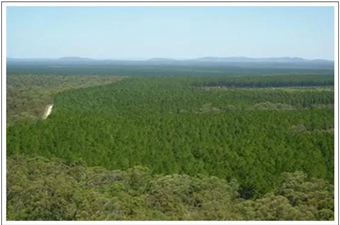 Figure 1.2: Tuan exotic pine plantation forest