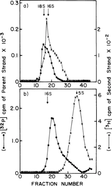FIG. 7.phoresiskalineagaroseFig.ItgestedbyresentacDNAAcloneofscriptsshownshownvertedthese and of was using Size analysis ofDNA by electrophoresis on gels