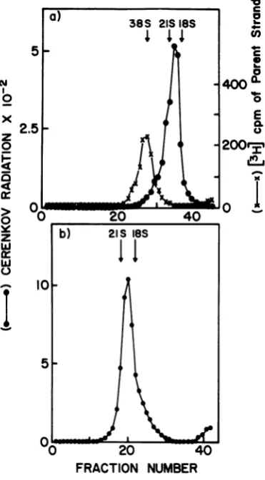 Figure 7,4observedoligo(dT)ularfilesleculardouble-strandedandmethodFigurebecausedistributionthebeforestrandwastothatdouble-strandedmustranscripts,sizingstrandedcalfThe after used thymus weight of gelsrosestranded S1 shows the analysis of the size of the DN