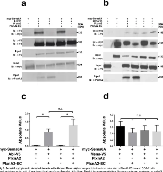 Fig 5. Sema6A cytoplasmic domain interacts with Abl and Mena. (A) Immunoprecipitations from untreated or PlxnA2-EC-treated COS-7 cellspreviously transfected with different combinations of myc-Sema6A, Abl-V5 and PlxnA2