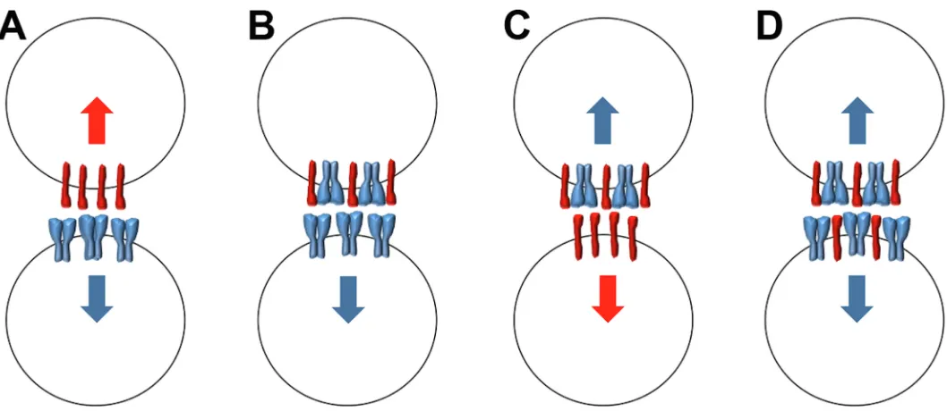 Fig 8. Schematic of diverse Sema6A-PlxnA2 interactions. Neighbouring cells are shown expressing either Sema6A (blue), PlxnA2 (red) or bothact as receptors for PlxnA2, through reverse signaling by Sema6A (blue arrows)
