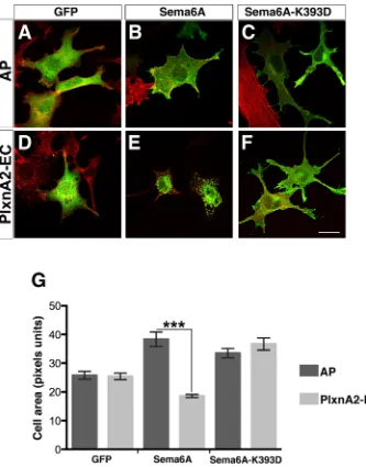 Fig 1. Sema6A exerts constitutive and PlxnA2-dependent cell-autonomous functions. (Sema6A-K393D and treated with AP or PlxnA2-EC;(Sema6A-K393D;expressed as meanA-F) NIH3T3cells expressing GFP alone (A and B), myc-Sema6A-FL (Sema6A; B and E), or myc-Sema6A-