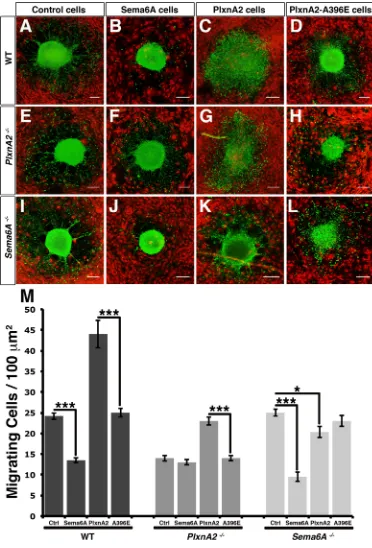 Fig 2. Forward and reverse Sema6A-PlxnA2 interactions have different effects on the migration ofcerebellar neurons