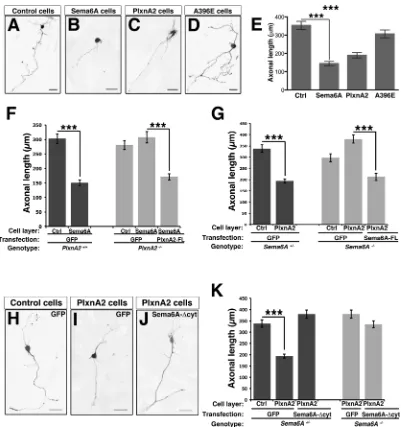 Fig 3. Sema6A signaling reduces the axonal length of granular neurons. (layers;ANOVA followed by Bonferroni multiple comparison test