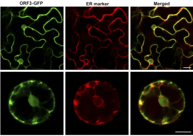 Figure 7 Subcellular localization of ORF3 protein intobacco mesophyll protoplasts. Bars, 20 mm.