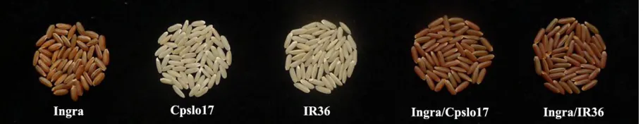 Figure S3 The pericarp of parent and their F2. 