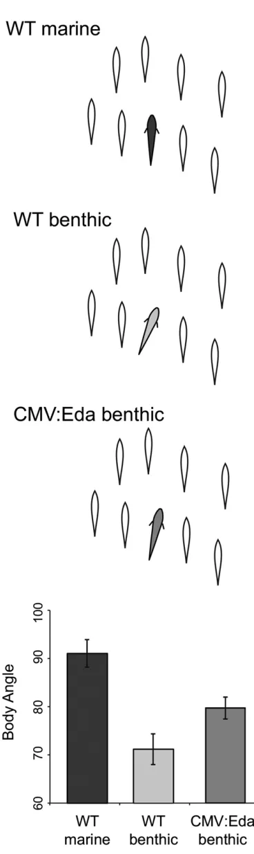 Figure 1 EdaEda benthic (ﬁmean transgene alters schooling behavior of benthic sticklebacks.The average body angle of marine (dark gray), benthic (light gray), andCMV:Eda transgenic benthic ﬁsh (medium gray) when schooling with axed school of stickleback mo