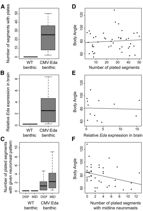 Figure 2 Associations between individual variation in bony plates, Edabrain expression, lateral line pattern, and schooling behavior amongCMV:Eda benthic transgenics