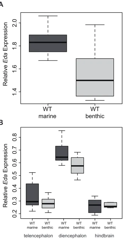 Figure S1 (A) Box plot showing Eda expression levels in pooled brain samples of larval marine 