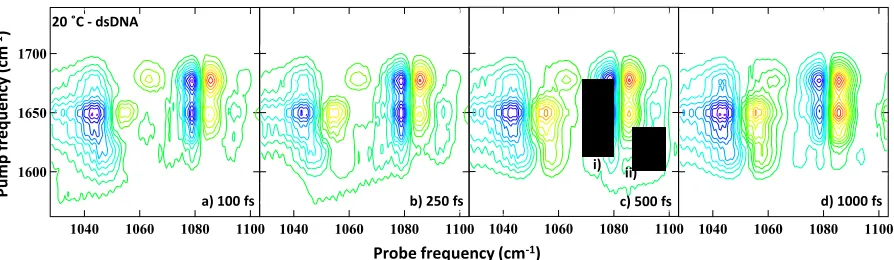 Figure 4: Backbone 2D-IR spectra obtained at a range of waiting times for the ds-DNA sample at 20 ˚C and ZZYY polarization conditions