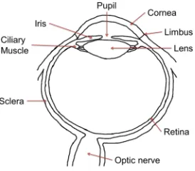 Figure 1: Schematic of the anatomy of the human eye.