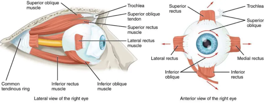Figure 2: Arrangement of the extraocular muscles from ‘Anatomy & Physiology’, Connexions, June 19, 2013, http://cnx.org/content/col11496/1.6/.