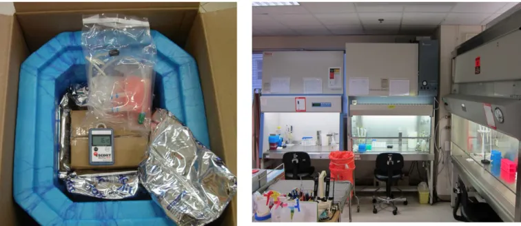 Figure 3: Unit of UCB mononuclear cells in insulating  Styrofoam box, with temperature measurement device