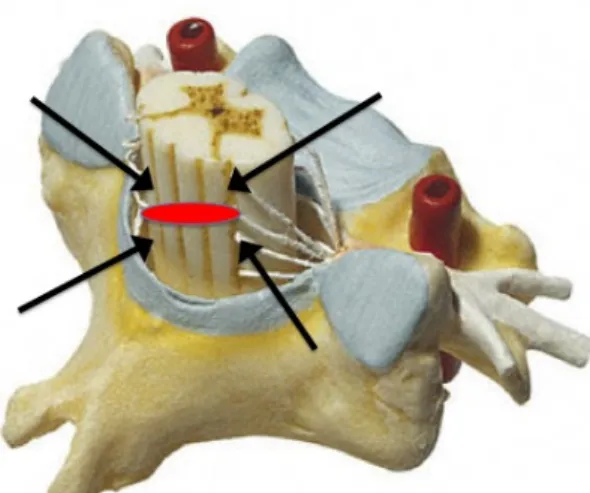 Figure 6: Model of a section of the spinal cord indicating the  four injection points above and below the injury site