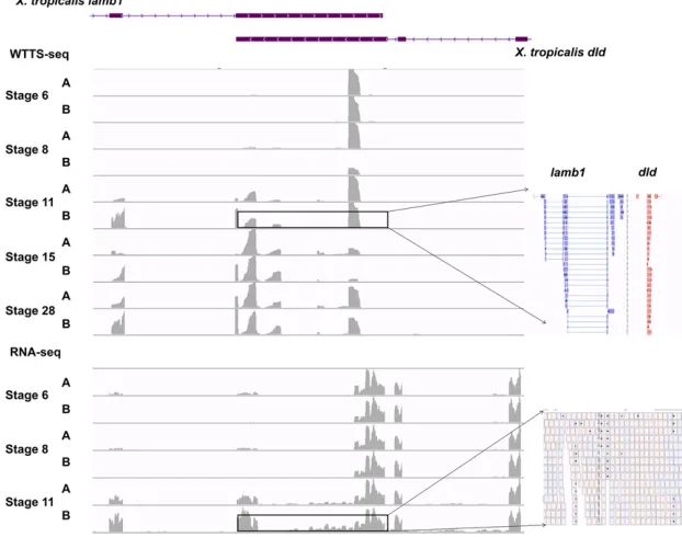 Figure 10 Expression patterns of overlapping genesthe red reads fromcovered the overlapping region, but there was no wayto allocate them to each gene