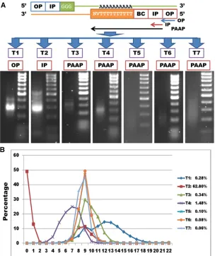 Figure 2 Effect of adaptor design used for synthesis ofrather than oligo(dTcDNA by reverse transcription